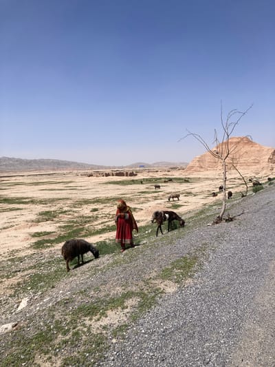 The scene is a rural landscape in an unidentified area of Pakistan, appearing to be arid with scattered vegetation and a stark contrast between sandy terrain and patches of green. A person dressed in a long, red garment with intricate detailing stands in the foreground, possibly tending to a small herd of goats or sheep that are scattered across the terrain. A leafless tree stands prominently against the backdrop of a light brown mountain or cliff. The sky is clear and light blue, suggesting a dry, sunny day. There are a few structures in the distance, possibly small shelters or dwellings, and a road.
