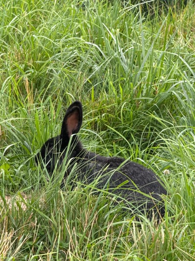 A black rabbit is partially hidden in tall green grass. The rabbit's head and one ear are visible on the left side of the frame. The rest of its body is obscured by the grass. The environment appears to be a natural setting, possibly a field or meadow. The image was taken in Skapiškiai, Lithuania.