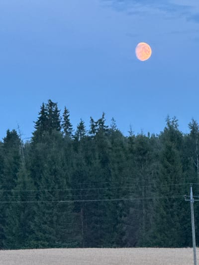 The image shows a large, pale orange moon in a clear blue sky above a dense forest of dark green evergreen trees. A field of light-colored vegetation, possibly dried grass or wheat, occupies the bottom foreground. In the mid-ground, several thin, horizontal power lines stretch across the frame, supported by a utility pole on the right side. The overall impression is of a rural landscape at dusk or dawn. The scene is located in Jeedasküla, Estonia.
