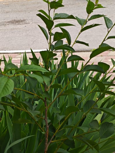 A small, leafy tree with thin brown branches stands in the foreground, its green leaves filling the frame. Behind the tree, a bed of tall, sword-shaped green plants is visible, their pointed leaves forming a dense backdrop. A paved area, likely a sidewalk or road, with a rough texture and some dark marks, is in the upper left portion of the image. A border of red and white bricks is partially visible between the paved area and the plants. The scene appears to be outdoors, possibly in a park or garden setting in Dubovoye, Russia. No people or animals are present. The lighting suggests an overcast day.