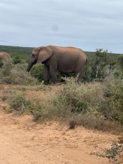 An African elephant stands in a natural bushland environment within the Sundays River Valley Local Municipality, South Africa. The large, light brown elephant is positioned in the midground, facing left with its head slightly lowered towards low-lying green and dry thorny vegetation, suggesting a grazing action. Its large ears are visible. A second, partial elephant is discernible in the far left background. The foreground consists of a reddish-brown dirt track with scattered twigs and sparse green shrubs. The midground and background are characterized by dense, mixed bushland and trees. The sky above is overcast and light grey. No human subjects or direct interactions between elephants are observed.