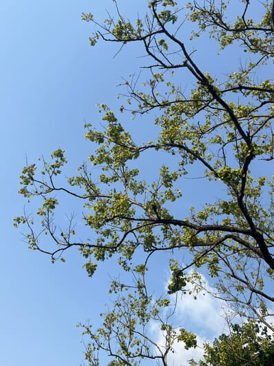 The scene presents an upward view through the canopy of a deciduous tree against a clear, bright blue sky with sparse white clouds visible in the lower right portion of the frame, located in Logba Adzakoe, Ghana. Numerous dark brown tree branches and thinner twigs, some bare, form an intricate network across the image. Clustered along these branches are small, light green to yellowish-green leaves, indicative of fresh growth. A few individual dry, reddish-brown leaves are also scattered throughout the foliage. No people, animals, artificial structures, or specific actions are discernible. The environment is natural, illuminated by strong daylight.