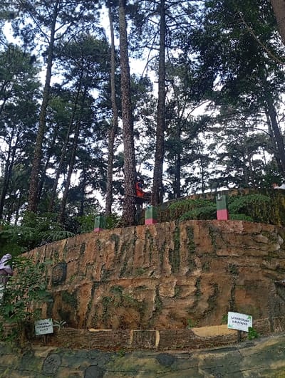 An outdoor scene in Kuwukan, Indonesia, features a dense cluster of tall, slender conifer trees under an overcast sky. A single individual, clad in a red or orange top, is positioned approximately midway up the trunk of one of the central trees. In the midground, a prominent, multi-layered artificial rock wall, textured to resemble natural strata and partially covered with moss and small plants, spans horizontally across the frame. Several green and pink rectangular or block-like structures are situated atop this wall. At the base of the wall, two white-on-green signs are visible: one on the lower left, partially obscured, and another on the lower right reading "SAYANGILAH HIKADMO." The immediate foreground consists of a dark, textured ground surface with circular indentations.