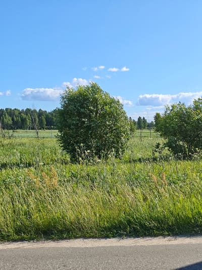 This is a photograph taken outdoors during the daytime, depicting a rural or natural landscape. The foreground consists of an asphalt road. Beyond the road, there is a field of tall, green grass, interspersed with some dry, golden stalks. In the middle ground, there are several trees and bushes. A large, dense green bush is prominently positioned on the right side of the frame, and another large green bush is visible further to the left. In the background, a line of trees forms a forest. The sky is a clear, bright blue with a few scattered white clouds. The overall scene suggests a sunny day in a rural or semi-rural environment. There are no people or animals visible in the image. There is no indication of the city of Ковригино, Russia in this image.