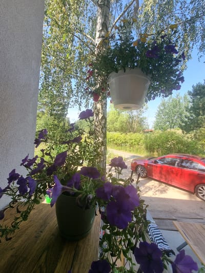 An outdoor scene captured from a balcony or elevated porch in Szczaki, Poland, shows a clear blue sky with sparse, wispy clouds. In the foreground, a white textured wall occupies the left side of the frame. Hanging from a tree, a white pot overflows with purple petunias and some yellow flowers. Below this, on a wooden surface, a dark green pot holds more blooming purple petunias, their petals gently curving.
Further into the scene, a dirt road winds through lush green trees and bushes. To the right of the road, a vibrant red sedan is parked. The overall impression is one of a sunny, tranquil day in a semi-rural or suburban setting.
