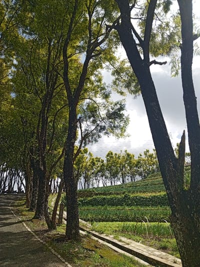 A tranquil scene unfolds along a paved road bordered by a row of tall trees with lush green foliage. Beyond the trees, a terraced hill rises, displaying rows of crops. The sky above is a mix of light clouds. A concrete drainage ditch runs parallel to the road, emphasizing the agricultural landscape. The image captures a serene blend of nature and cultivated land.