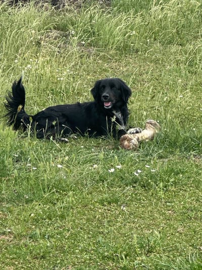 A medium shot captures a black, medium-sized dog lying in a field of green grass. The dog is positioned horizontally in the frame, facing the upper left. Its mouth is slightly open, revealing its tongue. The dog is holding a bone-like object in its paws. The grass is long and lush, and there are small white flowers scattered throughout the field. The location is Bryastovets, Bulgaria.