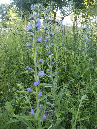 In Șoldănești, Moldova, this image captures a close-up view of tall, green plants with vibrant blue, funnel-shaped flowers growing in a dense, natural setting. The flowers are clustered along the stems, some in bloom and others as buds, showcasing shades of purple and blue with delicate pink stamens. The surrounding environment is characterized by lush green foliage, including long, slender grasses and broader leaves, interspersed with smaller yellow wildflowers and clover-like plants. In the background, the soft focus reveals the dappled sunlight filtering through the leaves of a mature tree, casting a warm glow on the scene. A light-colored building, possibly a house, is partially visible behind the trees. The overall impression is one of a wild, untamed garden or meadow bathed in natural light.