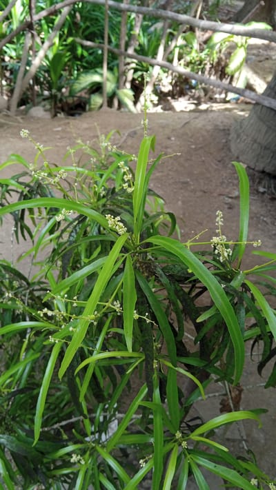 The image shows a close-up view of a green plant with long, narrow leaves and small white flowers. The plant appears to be growing outdoors, with a sandy ground and some vegetation in the background. The lighting suggests it is daytime. The setting is a natural environment, potentially a garden or park. There are no people or animals visible in the image. The specific location in Tanjong Krueng, Indonesia, is not visually discernible from the image itself.