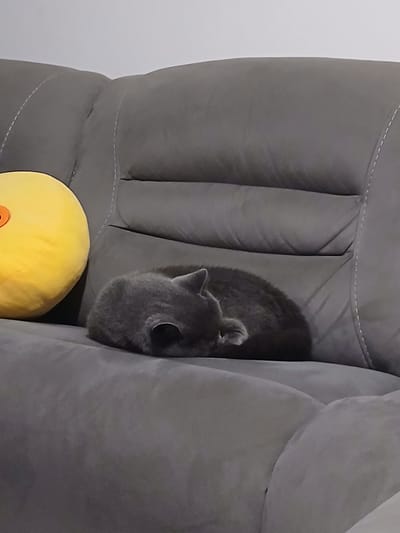 This image depicts an indoor scene, the specific location within Rehovot, Israel, is not discernible. The primary subject is a dark grey cat, likely a kitten or juvenile, curled into a tight ball, resting on a grey fabric sofa. The cat's head is tucked under its body, indicating a state of sleep or deep rest. To the immediate left of the cat, a round, bright yellow pillow with a central orange circular detail is positioned against the sofa's backrest. The sofa is upholstered in a grey material, possibly velour or microfiber, featuring white contrasting stitching delineating cushions. The background consists of a plain, light grey wall. No human figures are present.