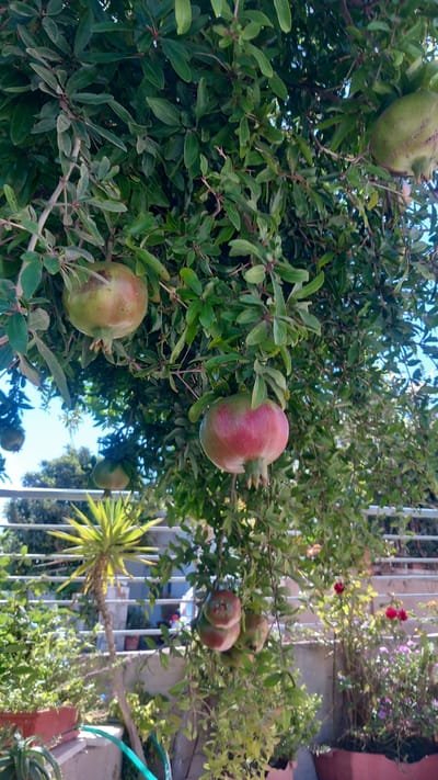 This is a photograph of a pomegranate tree laden with developing fruit, set against a backdrop of a balcony in Platani, Greece. The image focuses on several pomegranates, varying in ripeness, with some still a pale green and others showing tinges of red and pink. Lush green leaves form a dense canopy around the fruits, with branches visible supporting the weight of the harvest.

In the lower section of the image, a balcony railing and a portion of a yucca plant can be seen. Beyond the railing, more foliage and the general atmosphere of a Mediterranean outdoor setting are suggested. The lighting indicates it is daytime, with clear skies above the tree. No people are visible in the frame, and the scene is static, capturing a moment in the growth cycle of the fruit. The overall impression is one of natural abundance on a residential balcony.