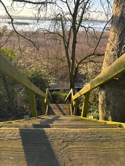 The image displays a weathered wooden staircase with matching handrails, descending through a vegetated area in Broadland, United Kingdom. The perspective is from the top of the stairs looking downward. The foreground features the broad, multi-step wooden staircase, exhibiting wear and a greenish hue on its surfaces. Long, diagonal shadows are cast across the steps, originating from the observer's right, consistent with low-angle sunlight. The midground consists of dense vegetation, including a large bare deciduous tree centrally positioned and a substantial tree trunk partially visible on the right. Patches of lighter green foliage are interspersed. A small structure with a dark roof is partially obscured by vegetation towards the lower visible section of the staircase. The background reveals an expansive area of dried, light brown reeds leading to a calm body of water, likely a broad or river. A faint landmass is visible on the distant horizon under a clear, light blue sky. No individuals or human activity are present within the scene.