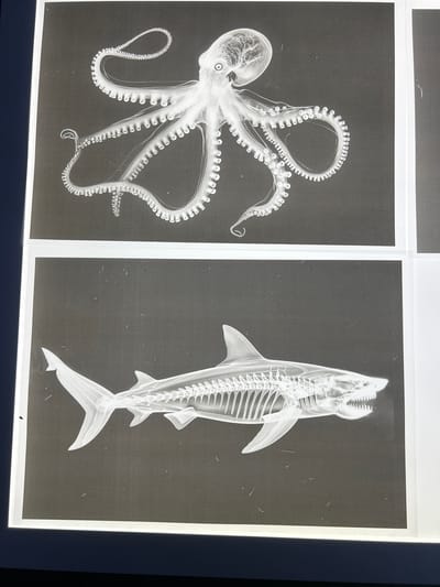 The image shows two framed radiographic images of marine life. On the left is an octopus, and on the right is a shark. The images are black and white, with the skeletal structures of the animals appearing in white against a dark background. The frames are white. The location of the image is unknown but it is not known to be in North Wollongong, Australia.