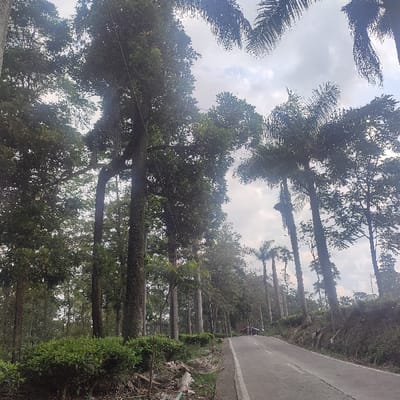 The image depicts a rural, tree-lined road situated in Gekbrong, Indonesia. A gray asphalt road, marked by a single white line along its right edge, ascends and curves gently towards the right, leading into the distance. The road appears clear of vehicles or individuals.

On the immediate left side of the road, a dense row of low-lying, green bushes, consistent with tea plants, forms a hedge. Beyond these bushes, a thick canopy of tall trees, including both broadleaf varieties and slender palm trees, lines the roadside. Faint utility lines are visible traversing the upper sections of the trees on the left. The ground bordering the left side of the road shows exposed earth, scattered debris, and dry foliage.

On the right side of the road, an elevated embankment slopes upwards, densely covered with vegetation and numerous tall trees, primarily slender palm trees with visible trunks and fronds. In the far distance on the right, partially obscured by trees, a small structure with a distinct red roof is discernible.

The sky overhead is predominantly overcast with a mix of light and dark gray clouds, indicating a diffused daylight setting. No human activity or distinct objects beyond natural elements and basic infrastructure are observed.