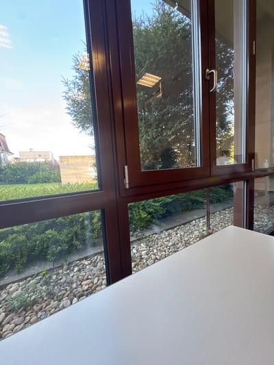 The image displays an outdoor scene in Bühl, Germany, viewed from inside a building through a large, multi-pane window. The window features dark brown frames and is divided into several sections, with a silver-colored latch on a lower-left pane and a curved silver handle on an upper-right pane. A white, rectangular tabletop occupies the lower-right foreground, angled into the frame.
Outside the window, immediately adjacent to the building, a strip of light-colored, smooth pebbles forms a ground covering. Beyond this, a manicured row of dense green shrubs or hedges stretches across the mid-ground. In the background, a large, dark green coniferous tree stands prominently, from which a light-colored wooden bird feeder with a slatted roof is suspended. To the left, a portion of a residential building with a red-tiled roof is visible amidst other greenery. To the right of the hedges, a tall, light-colored concrete wall is present, reflecting bright sunlight. The sky above is clear and blue. No individuals, specific actions, or interactions are depicted in the scene.