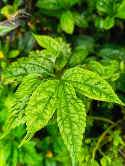 The image displays a close-up, high-detail macro shot of vibrant green foliage, located in Inawi, Papua New Guinea. The primary subject is a central cluster of approximately 8-10 deeply textured, ovate-lanceolate leaves with pronounced, reticulated venation and serrated margins. The leaves exhibit a bright, slightly glossy green hue and appear moist, possibly from dew or rain. A small, dark-bodied insect, approximately 2-3mm in length, is visible on the surface of one of the central leaves, positioned towards the upper-left quadrant of the leaf cluster. The background consists of out-of-focus, dense green vegetation, with some darker, possibly decayed plant matter visible in the upper-left background and faint yellow elements in the deeper background. No human figures or man-made objects are present.