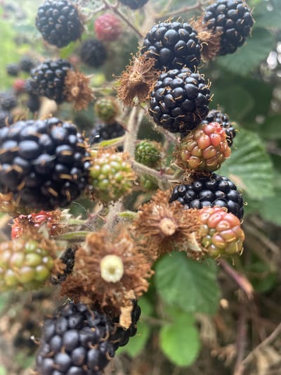 The image depicts a close-up view of a blackberry bush in Torquay, United Kingdom. Several blackberries in various stages of ripeness are visible, ranging from green and unripe to dark purple and ripe. Some of the berries are still attached to their thorny stems, while others have fallen or are beginning to dry out. The background is blurred, suggesting a natural outdoor environment with foliage and possibly other plants. The lighting is natural and appears to be daylight, with soft shadows. There are no people or animals present in the scene.