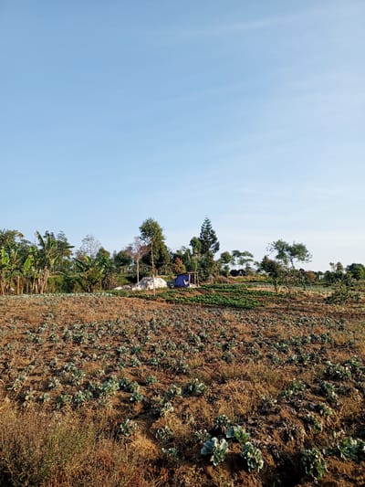A wide-angle, eye-level photograph captures a cultivated field under a clear, pale blue sky. The foreground is dominated by rows of small, leafy green plants, likely cabbage or similar vegetables, planted in dry, brown soil interspersed with dried grasses. The plants appear to be in various stages of growth, with some showing more mature heads and others still developing.

In the mid-ground, a gentle slope leads up to a treeline. Behind the foreground crops, further rows of greener, more lush vegetation are visible, suggesting different crop types or stages of cultivation. A few banana trees stand tall on the left side of the frame, their broad leaves distinct against the sky. In the center of the mid-ground, a small, blue tent is pitched near a pile of white sacks. A simple wooden structure with a blue tarp roof is visible next to the tent. The landscape is dotted with various trees of different sizes and species, some with dense green foliage, others more sparse. A tall, slender conifer stands out on the left side of the treeline.

The background consists of a densely vegetated hillside with more trees. The overall impression is that of a rural agricultural setting. The lighting suggests it is morning or late afternoon, with the sun casting soft shadows and illuminating the scene. The photograph appears to have been taken from a slightly elevated position, looking out over the field towards the distant treeline.