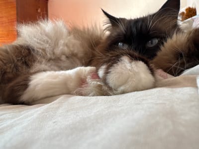 A long-haired cat with a black and brown coat is resting on a white surface, possibly a bed. The cat's blue eyes are partially visible, and its paws are tucked under its chin. The background is blurred, but appears to be an indoor setting with warm lighting. There are no people or other animals in the image. The location in the city of Mamaivtsi, Ukraine, is not discernible from the visual information provided.