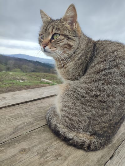 A domestic tabby cat, featuring a brownish-grey coat with distinct dark stripes and prominent white whiskers, is situated on a weathered, light brown wooden surface. The cat is seated with its body partially curled, facing away from the camera, while its head is sharply turned to its left, its green eyes fixed on the distant landscape. The wooden surface, composed of planks, displays visible grain and signs of weathering. In the background, beneath an overcast grey sky, a series of rolling hills or mountains stretches into the distance, partially covered with sparse green and brown vegetation. An uneven, grassy terrain occupies the mid-ground between the wooden surface and the hills. This scene is located in Bestuzhevskoye, Russia.