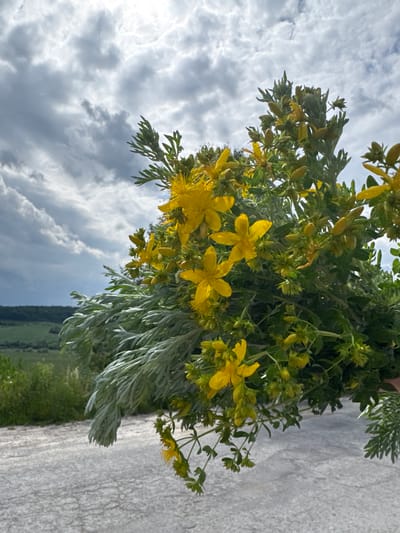 In Pavliv, Ukraine, a bouquet of wild herbs is held against a backdrop of a cloudy sky and a green, rolling landscape. The bouquet consists of bright yellow St. John's Wort flowers and silvery, feathery Artemisia leaves. The ground beneath is a rough, light-colored surface, possibly a road or path. The scene is natural and rustic, suggesting an outdoor setting away from dense urban areas.