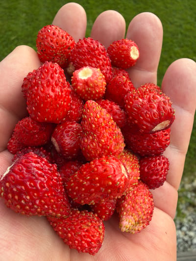 A close-up shot shows a person's hand holding a pile of wild strawberries. The strawberries are small, red, and covered in visible seeds. Some have a white core where they were detached from the plant. The hand is cupped, with fingers slightly curled inward, creating a natural bowl for the fruit. The skin of the hand shows distinct fingerprints and lines.
The background is out of focus, with hints of green grass and possibly some small stones or gravel, suggesting an outdoor setting, likely a garden or a field. The lighting appears to be natural daylight, casting soft shadows and highlighting the texture of the strawberries and the hand. There is no visible text in the image. The overall impression is one of simple, fresh, and natural abundance, capturing a moment of harvesting or enjoying freshly picked berries. The image evokes a feeling of summer and connection with nature. The location context indicates Aespa, Estonia.