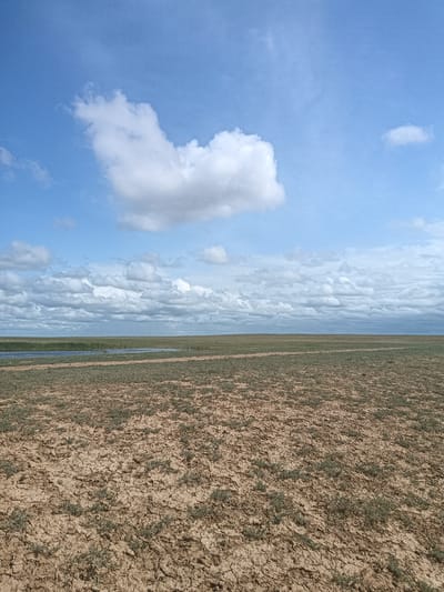 A wide-angle, eye-level shot captures a vast, flat landscape under a partially cloudy blue sky. The foreground consists of dry, cracked earth with sparse patches of green vegetation. A thin, dry track runs horizontally across the middle ground. Further into the distance, a body of water, possibly a lake or river, is visible, bordered by green reeds or grass. The horizon is a clear line where the land meets the sky, with a dense band of gray and white clouds stretching across it. A single, large, fluffy white cloud is prominently positioned in the upper left quadrant of the sky. The scene appears to be a natural, undeveloped environment, likely a steppe or arid grassland. The location is identified as Severnoye, Kazakhstan.