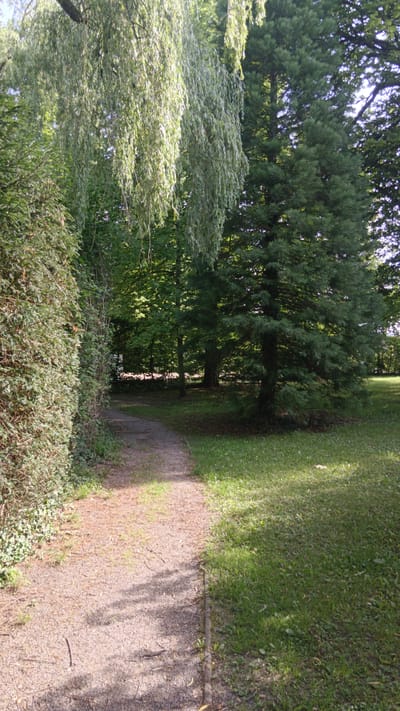The image depicts a park pathway in Sankt Pölten, Austria, bordered by dense green foliage on the left and a large conifer tree on the right. The pathway, composed of gravel, curves gently into the distance, where it is shaded by the surrounding trees. Sunlight filters through the leaves, casting dappled shadows on the path and the grassy areas. A weeping willow hangs over the path from the left side of the frame, its long branches reaching towards the ground. The environment appears serene and natural, typical of a public park. There are no people visible in the image.