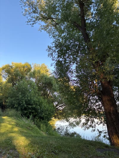 The image depicts a tranquil natural scene in the city of Il'inskoye, Russia, likely during the late afternoon or early evening given the lighting. The foreground features a gently sloping grassy bank, illuminated by warm sunlight casting distinct shadows. Various types of grass and low-lying vegetation cover this area.

Dominating the right side of the frame is a large, mature tree with a thick, textured brown trunk. Its branches, laden with lush green foliage, extend upwards and across the scene, providing shade. The leaves appear to be long and narrow, characteristic of a willow or similar species.

To the left and center, a dense thicket of green trees and bushes creates a natural wall. These trees also have a profusion of green leaves, some of which are catching the sunlight and appearing yellowish.

Beyond the vegetation, a body of water is visible, reflecting the clear blue sky and the surrounding greenery. The water's surface is calm, with subtle ripples. The far bank of the water is not clearly discernible, but it appears to be lined with more trees and vegetation.

The sky is a vibrant, cloudless blue, suggesting fair weather. There are no people or animals visible in the scene. The overall impression is one of a peaceful, natural environment, possibly a park or a riverside area within or on the outskirts of Il'inskoye.