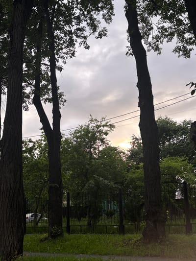 The image depicts a park or natural area in Nevyansk, Russia, likely during the daytime. The scene is dominated by large, mature trees with thick, gnarled trunks and dense foliage. The camera angle is low, looking upwards through the branches towards a cloudy sky. The sun is partially visible, peeking through a break in the clouds, casting a soft, diffused light that suggests it might be early morning or late afternoon.

In the background, a black metal fence encloses a grassy area. Beyond the fence, more trees create a lush green backdrop. A building with light-colored windows is visible through the fence and trees, hinting at the presence of a residential or public area adjacent to the park. A white car is partially visible behind the fence, indicating it's likely a street or parking area nearby.

The overall atmosphere is serene and natural, with the prominent trees creating a sense of age and stability. The cloudy sky and soft sunlight contribute to a peaceful and slightly subdued mood. No people are visible in the frame, and there is no discernible text. The focus is on the natural elements of the park.