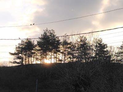 The image depicts a landscape scene in Liaskovo, Bulgaria, at either sunrise or sunset. The sky, occupying the upper two-thirds of the frame, features extensive clouds with a prominent bright, warm glow in the center-right, indicating the position of the sun behind a distant treeline. Three distinct dark utility lines extend horizontally across the upper portion of the scene. Two small, dark-feathered birds are perched closely together on the uppermost line in the upper-left quadrant, while a single similar bird rests on a lower line further to the left. A dense row of dark, coniferous trees, likely pines, stands silhouetted on a visible hill or elevated terrain in the midground. The sun's lower disk is partially visible through their trunks and lower branches, producing a strong horizontal light streak. The immediate foreground, particularly on the right, is dominated by the dark, bare branches of deciduous trees or shrubs, also largely silhouetted. The lower-left foreground shows dark, indistinct ground cover. A thin, light-colored vertical stake is faintly discernible in the lower-center foreground.