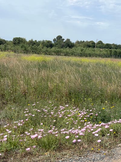 The image captures a serene, natural landscape under a bright, partly cloudy sky. The scene is dominated by a wide field of varied vegetation.
In the foreground, on the right side, there is a section of a gravel path or dirt road. Adjacent to this path, the ground is covered with lush green foliage, interspersed with a dense cluster of light pink, trumpet-shaped wildflowers. Smaller, bright yellow wildflowers are scattered throughout this area as well.
Moving towards the left and center of the frame, the landscape opens into a larger expanse of field. This area features tall, light-brown and green grasses, suggesting a mix of dry and fresh growth, along with more yellow and hints of purple wildflowers.
A distinct line of mature, dark green trees forms the background, appearing to be an orchard or cultivated grove due to their somewhat regular spacing and uniformity, particularly visible in the crops. The tree line separates the field from the pale blue, overcast sky, which features soft, diffused clouds.
The lighting indicates it is daytime. There is no visible human activity or text. The overall setting suggests a rural or agricultural environment, consistent with areas in Vila-seca, Spain.