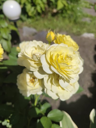 The image displays a close-up of a cluster of pale yellow roses in bloom, with a few buds also visible. The roses are the primary focus, positioned centrally in the frame. In the blurred background, to the left, a white spherical garden light is partially visible. The surrounding environment appears to be a garden, with green foliage and dark ground cover, suggesting an outdoor setting. The image was taken in the city of Pionerskii, Russia.