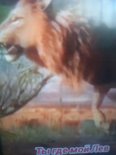 The image shows a close-up of a lion's head and mane, with its mouth slightly open. The lion appears to be in an outdoor setting, possibly a savanna or zoo enclosure, with blurred greenery and brown earth visible in the background. At the bottom of the image, there is text in Russian that reads "Ты где мой Лев," which translates to "Where are you, my lion?" The image's quality is low, with a blurry and pixelated appearance. There are no people or discernible interactions visible. The location in the city of Maloye Lugovoye, Russia, cannot be determined from the visual information provided in the image.