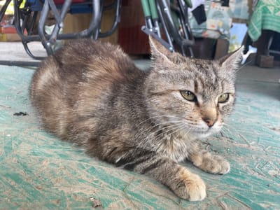 A medium shot captures a tabby cat lying down on a green, weathered surface. The cat is facing right, with its gaze directed slightly downwards. Its fur is a mix of brown, black, and grey tabby markings, with lighter fur on its chest and paws. The cat's eyes are a striking green, and its whiskers are long and white. The surface beneath the cat appears to be made of pressed wood with a distressed green paint finish, covered in a light layer of dust and debris. In the background, out of focus, are the legs of metal chairs and some draped fabric. The lighting suggests it is daytime, possibly outdoors. The scene is simple, focusing entirely on the cat.