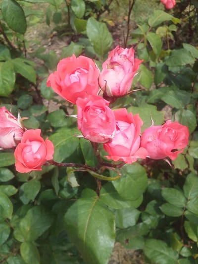 A close-up, vertical shot captures a cluster of bright pink roses with green foliage and a blurred earthy background. The roses are in various stages of bloom, with some fully open and others still budding. The lighting suggests a bright, sunny day. The image is devoid of any human presence or activity, focusing solely on the natural beauty of the flowers. The context of Beylikdüzü, Turkey, implies an outdoor setting, possibly a garden or park, within this district.