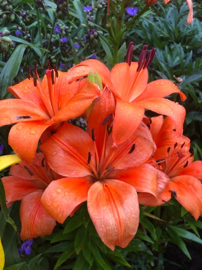 The image is a close-up, eye-level shot of several vibrant orange lilies with dark stamens, speckled with water droplets. The lilies are the primary focus, with their petals prominently displayed. In the background, out-of-focus green foliage and small purple flowers create a soft backdrop. The lighting suggests an overcast or post-rain day. There are no people or animals visible in the image. The scene appears to be an outdoor garden setting, likely in Radomyshl, Ukraine, given the context provided.