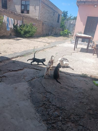 In Saray, Azerbaijan, a group of four cats are gathered on a cracked concrete ground in a courtyard. A black cat is in mid-stride, its body elongated as it moves from left to right. Beside it, a light-colored cat stands with its back to the camera. A darker, tabby cat is positioned in the foreground, looking towards the other cats. In the background, a large, fluffy cat with white and grey markings is grooming itself. The scene is set against a backdrop of two buildings, one made of light-colored bricks and the other of pink stucco. Laundry hangs on a clothesline attached to a low wall. Trees and greenery are visible in the distance, and the sky is a clear blue. A wooden table stands to the right of the frame.