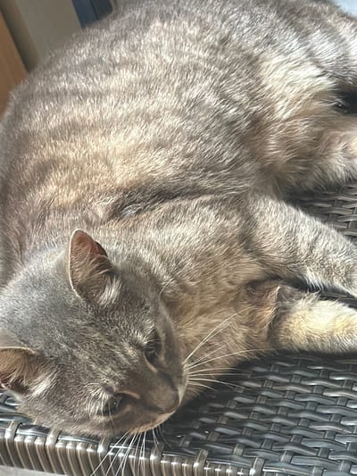 A grey tabby cat is resting on a dark grey woven surface, possibly an outdoor chair. The cat is mostly relaxed, with its head tilted down and its eyes partially closed. Sunlight is illuminating the cat's fur, highlighting the striped patterns. The background shows hints of what appears to be a wall and possibly a window. There is no indication of the city of Prosena, Bulgaria, or any specific location within it.