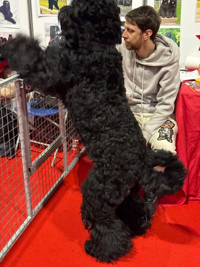 An indoor scene depicts a large, black, curly-coated dog standing on its hind legs, with its front paws resting on a silver metal mesh barrier. The dog is positioned on a red carpet. To the right, a Caucasian male with a beard and short brown hair is seated, wearing a light grey hooded sweatshirt and cream sweatpants featuring a graphic design on the right leg. He is looking at the dog. He is behind a table draped with a red tablecloth, upon which a white paper towel roll and a small yellow container are visible. In the background, posters with images of dogs are affixed to a white wall. A Fanta can is visible on the red carpet behind the barrier, adjacent to a blue chair. The setting is consistent with an exhibition or trade show, likely a dog show, located at the NEC Birmingham within the Metropolitan Borough of Solihull, United Kingdom.
