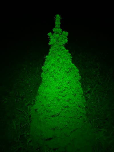 A single con conifer tree, specifically a type of spruce or fir, is centered and brightly illuminated by a green light source against a completely dark background, indicating a nighttime environment. The tree's dense foliage is rendered in a vivid, almost fluorescent green, with individual needles discernible. The ground immediately surrounding the tree's base is covered in grass, which also appears dimly illuminated with a green tint, fading into obscurity. No individuals, structures, or other objects are visible. The scene is located in Khmelovyk, Ukraine.
