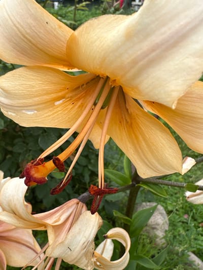 The image is a close-up, eye-level, outdoor shot of a cluster of orange lilies in Novogorbovo, Russia. The flowers are in various stages of bloom, with some fully open and others beginning to wilt. The foreground is dominated by the petals and stamens of the lilies, which are a soft orange color with hints of pink and white. The stamens are a darker orange and have reddish-brown anthers. In the background, out of focus, are green foliage and a few grey stones. The lighting suggests it is daytime, with soft, diffused light. There are no people or animals visible in the image.