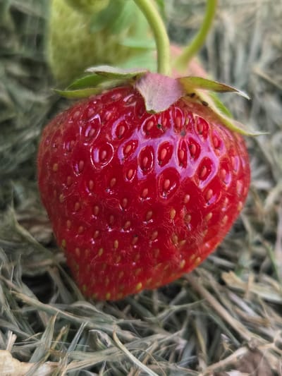 A close-up, macro photograph captures a single, ripe strawberry resting on a bed of dried grass. The strawberry is a vibrant red, with numerous small, yellow seeds embedded in its surface. Its skin is slightly fuzzy and reflects light, highlighting the textured surface. Green leaves and stems are visible in the background, slightly out of focus, suggesting the strawberry is still attached to its plant. The dried grass is a mix of pale green and brown, with individual blades clearly defined, creating a natural, rustic setting. The lighting is soft, emphasizing the details of the strawberry without harsh shadows. There are no people or any signs of human activity, and no specific location within Frolovo, Russia, can be identified from the image itself. The scene is entirely focused on the natural state of the fruit.