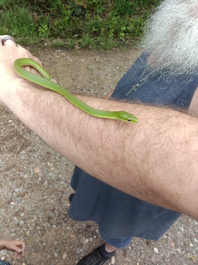 A close-up, high-angle outdoor shot shows a bright green, slender snake resting calmly on the hairy forearm of an adult. The snake is coiled gently around the arm, with its head facing right. The person's left hand, adorned with a silver ring, is visible on the left side of the frame, supporting the snake.
In the upper right quadrant, the person's torso is partially visible, featuring a prominent, long, white beard and a silver cross necklace draped over blue clothing, possibly a shirt or apron. In the lower-left corner, a child's hand is briefly visible, suggesting another individual is present nearby.
The ground beneath is a mix of dirt and small pebbles or gravel, typical of a path or natural area. Lush green vegetation, including grass and bushes, forms a blurred background, indicating an outdoor, natural setting. The scene is illuminated by natural daylight, suggesting it is daytime. The overall impression is one of a calm and curious interaction with wildlife, possibly during a casual outing in Park Hill, United States. No text is visible in the image.