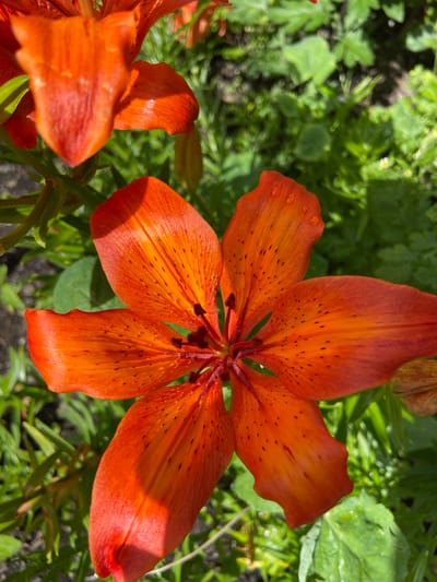 A close-up, top-down shot captures an orange lily in bloom, its petals speckled with dark spots and glistening with water droplets. The lily is the central subject, with other orange lily blossoms and green foliage forming a blurred background. The scene is consistent with a garden setting in Mrakovo, Russia, illuminated by natural daylight.