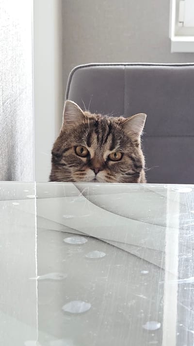 A tabby cat peers from behind a gray object and a shiny, patterned translucent object. The cat is positioned left-of-center, its head tilted slightly to the right. The cat's face features golden eyes, a pink nose, and brown and black stripes. The gray object is located to the left of the cat, and a patterned translucent object occupies the right side of the image. The background includes a glimpse of a window. The location is not confirmed to be Yerzovka, Russia, but rather, is assumed.