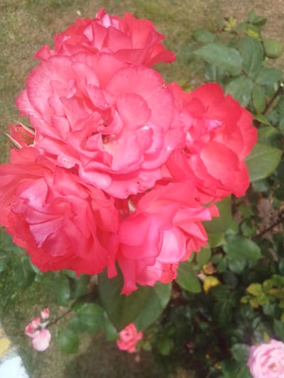 A close-up, slightly overhead shot captures a cluster of bright pink roses in bloom. The roses, with their numerous layered petals, are the primary subjects, occupying the majority of the frame. They are situated in an outdoor setting, with blurred green foliage and a hint of dry, light-brown grass visible in the background. Several smaller, out-of-focus pink blossoms are scattered in the lower portion of the image. The lighting suggests it is daytime, with natural light illuminating the scene. There are no people or human activity depicted. The image does not contain any identifiable landmarks or information that would specify a location within Beylikdüzü, Turkey.