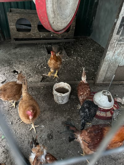 The image depicts a group of chickens in an outdoor enclosure, possibly a chicken coop. The scene is viewed from above, with a wire fence partially obscuring the view. Several chickens of varying colors, including brown, black, and speckled, are visible. Some are gathered around a metal and red plastic feeder, pecking at the contents. Others are scattered across the dirt and gravel ground. One chicken is standing on its hind legs, with its front legs extended, in what appears to be a defensive or playful posture. Another chicken is partially obscured by the fence. The lighting suggests it might be daytime. The ground is covered in dirt, gravel, and scattered feed. There is a red and white plastic feeder with a metal handle on the left side of the image, and a smaller, weathered metal container in the center. A wooden structure with holes is visible in the lower left quadrant. The overall impression is of a typical chicken enclosure. No text is visible in the image. The location is specified as Pîrlița, Moldova.