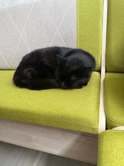 A black domestic cat is observed sleeping, curled into a tight ball, on a lime green upholstered cushion or seat of a modern sofa or bench. The cat's fur appears uniformly dark, obscuring specific facial features due to its sleeping posture. The furniture consists of at least two sections: the lime green section where the cat rests, and an adjacent lighter grey upholstered section to the left, which features a quilted diamond pattern with white stitching. A light-colored wooden frame or armrest separates the green and grey sections. A wooden base panel is visible beneath the lime green seating, extending to a light-colored floor. The scene is an indoor environment, located in Kaspichan, Bulgaria.