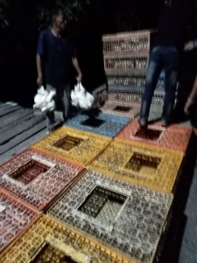The image captures an outdoor nighttime scene in the city of Cut Nyong, Indonesia, under artificial illumination. In the foreground, multiple square plastic poultry crates, colored blue, orange, yellow, and grey, are arranged on a paved surface, some featuring open square tops. Two individuals are present. On the left, a male wearing a dark short-sleeved shirt and light pants holds bundles of white, plucked chickens, suspended by their feet, in each hand. On the right, another individual, visible from the waist down in blue jeans and dark shoes, stands on a stack of similar poultry crates. Behind this individual, additional plastic poultry crates, appearing to contain live birds, are stacked at least two high. The background is dark and indistinct.